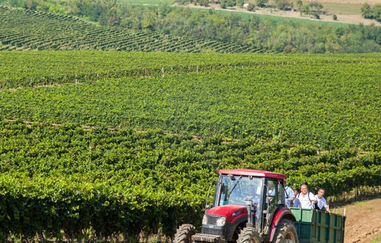 Fruškogorski vinogradi